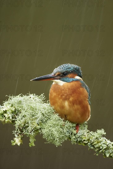 Common kingfisher