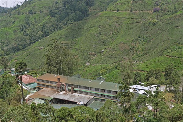 Tea Plantation