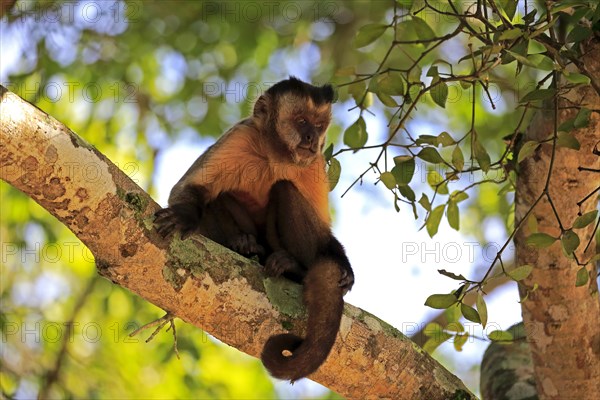 Brown Capuchin