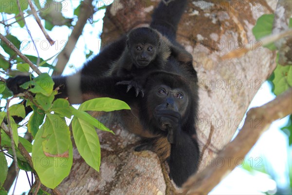 Mantled howler monkey