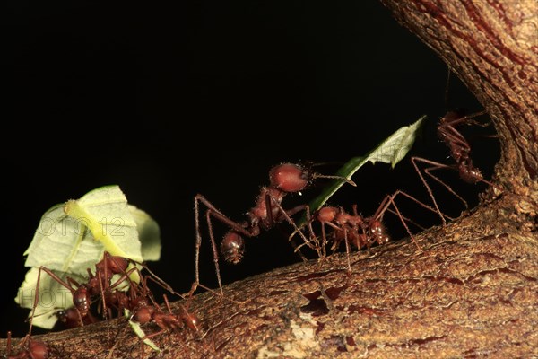 Leafcutter ant