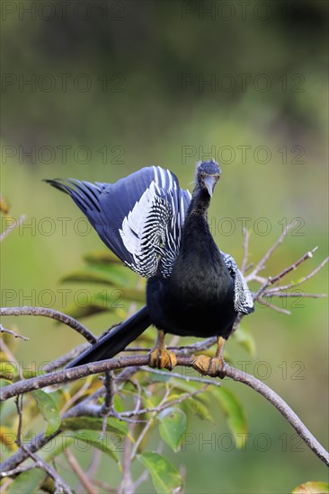 Anhinga