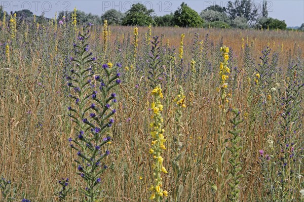 Common viper's bugloss