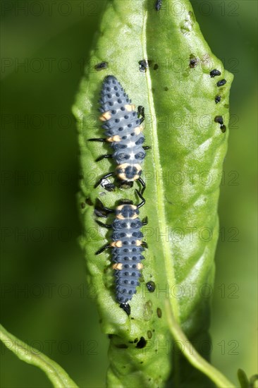 Seven-spot ladybird