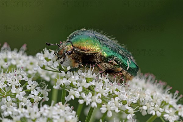 Rose beetle