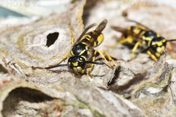 German wasp