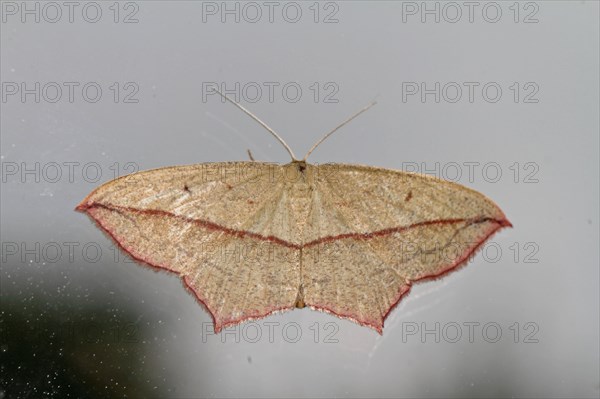 Dock moth