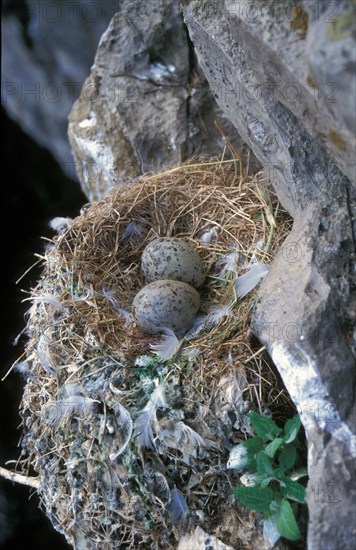 Larus tridactylus