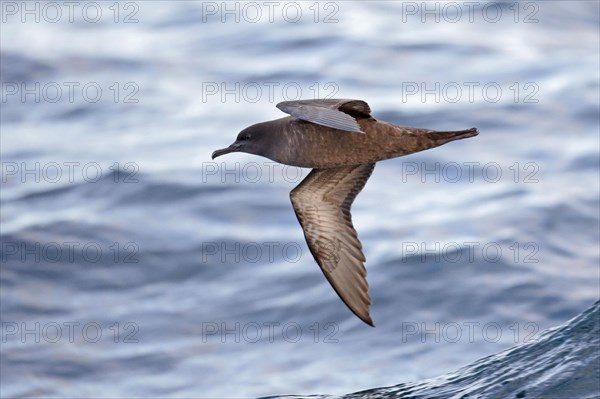 Sooty shearwater