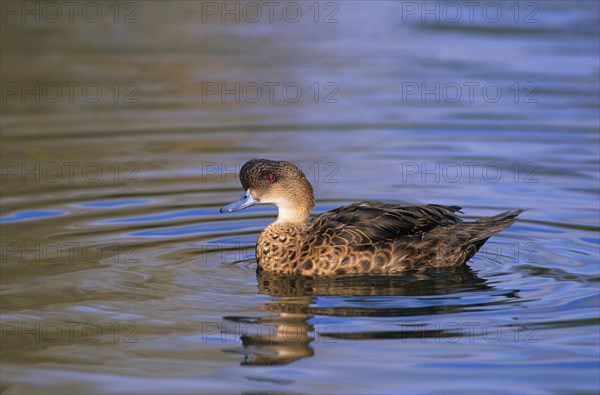 White-throated Duck