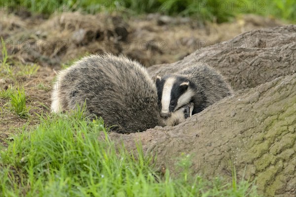 Eurasian Badger