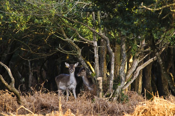 Fallow deer