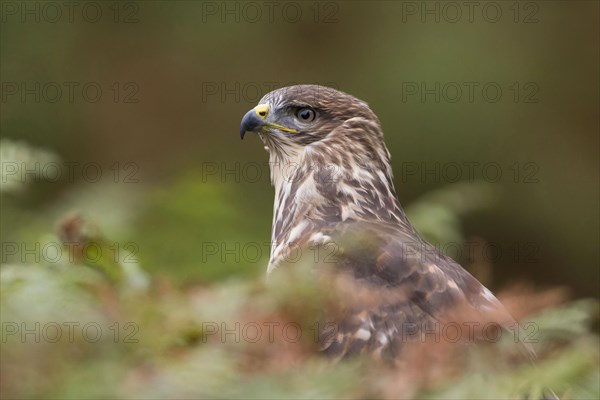 Common Buzzard