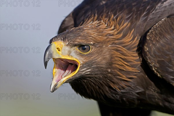 Golden eagle