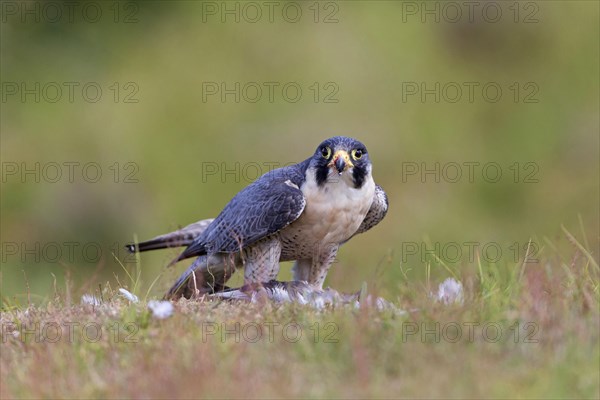 Peregrine falcon