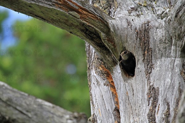 Common Swift