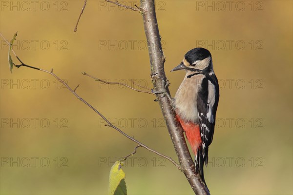 Great Spotted Woodpecker