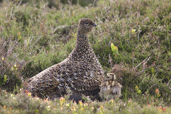 Scottish Grouse