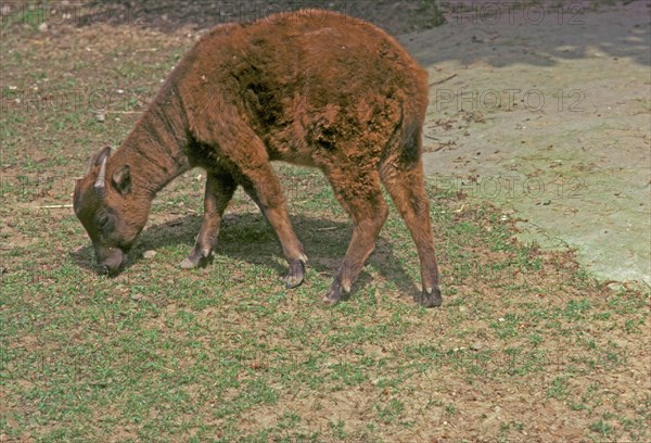 Mountain anoa