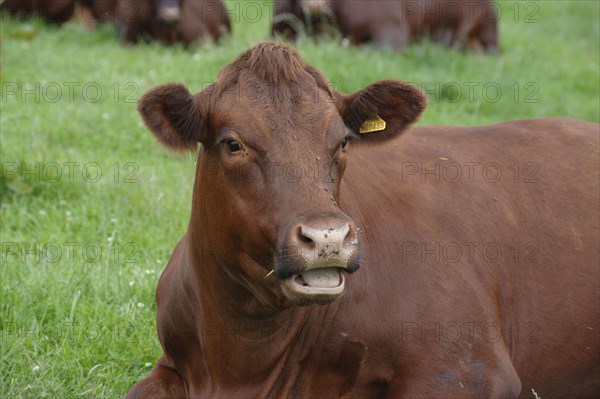 Domestic Cattle