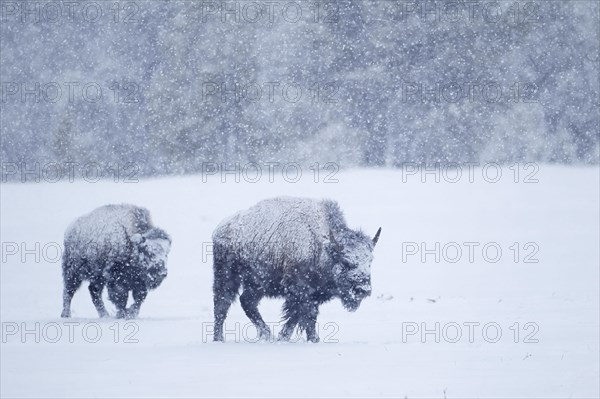 North American Bison