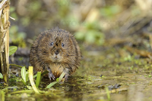 Eastern vole