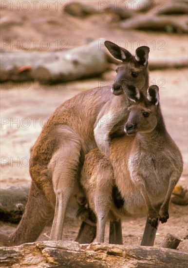 Western Grey Giant Kangaroo