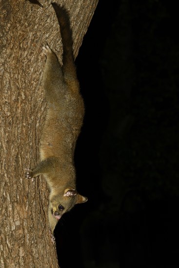 Common Brushtail Possum