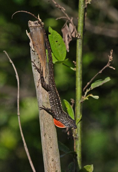 Jamaican jamaican gray anole