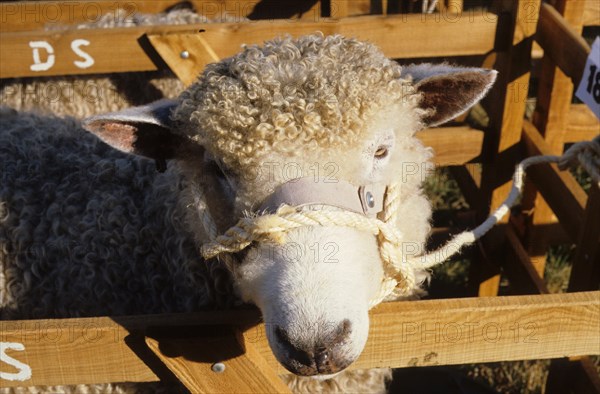 Domestic sheep