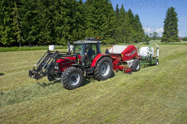 Silage crop