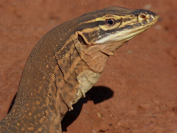 Argus monitor