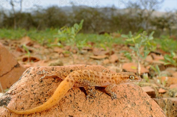 Half-fingered gecko