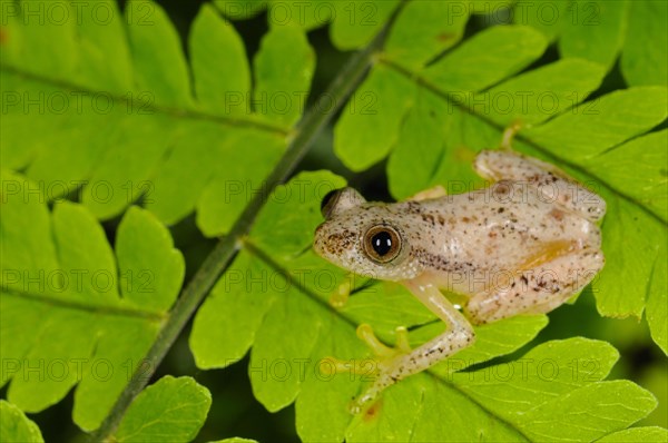 Liberian Banana Frog