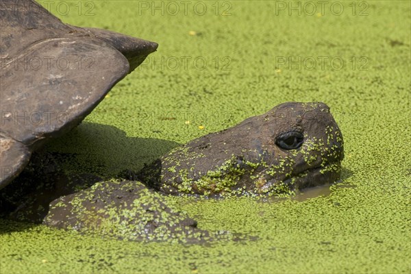 Testudo elephantopus porteri porteri porteri