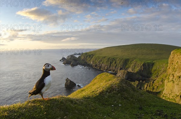 Atlantic Puffin
