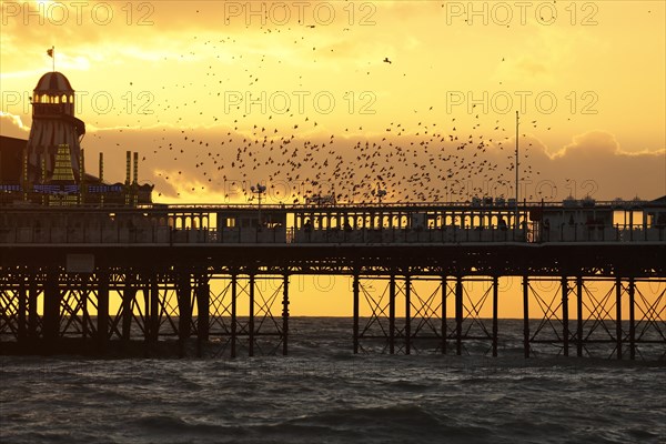 Common common starling