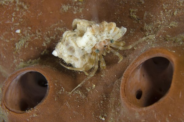 Hermit Crab