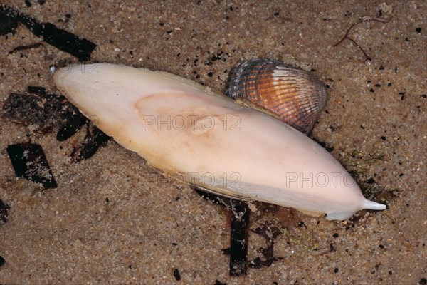 Cuttlefish