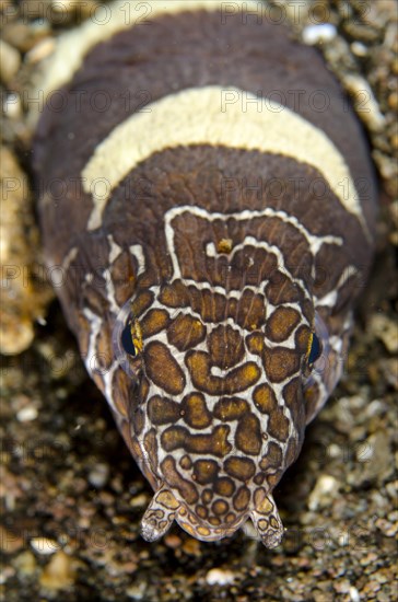 Adult napoleon snake eel