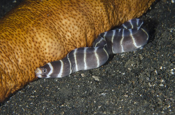 Locked juvenile moray eel