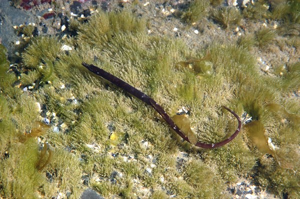 Syngnathus lumbriciformis