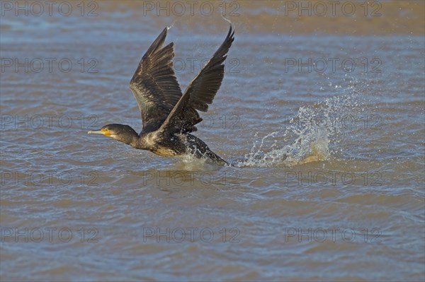 Great great cormorant