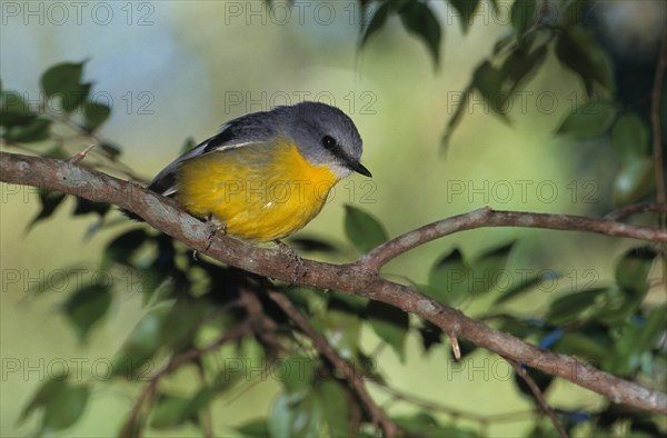 Golden-bellied Flycatcher