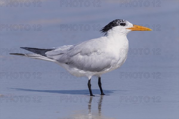 Royal tern