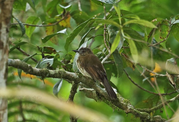 Cream-striped Bulbul