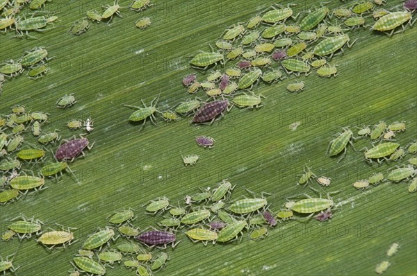 Mealy Plum Aphid