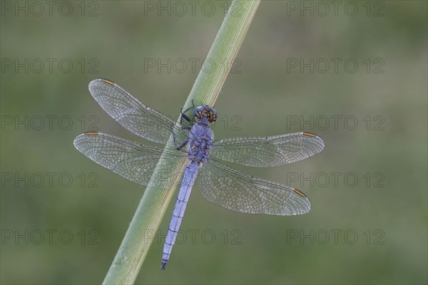 Orthetrum coerculescens