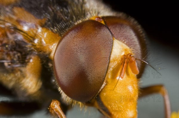 Banded forest hoverfly