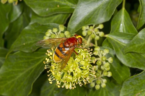 Hornet mimic hoverfly